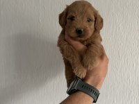 Maltipoo Red bebekler