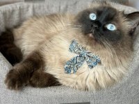 Güzel ragdoll çocuğa yuva