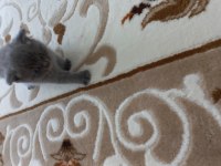British shorthair yavru kedimiz