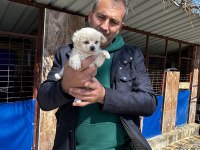 Maltese yavrularımız ırk garantilidir