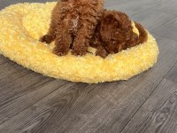 SAĞLIK GARANTİLİ SEVİMLİ TAM TOY POODLE YAVRULARIMIZ