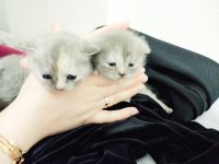 Scottish fold yavruları 25 günlük