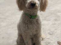 1 yaşına girmek üzere erkek poodle
