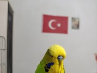 Topluda uygun muhabbet kuşu