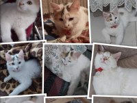 ÜCRETSİZ KEDİMİZİ SAHİPLENDİRME