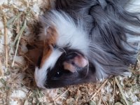 Guinea pig