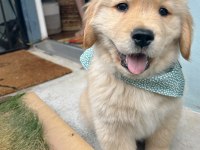 Golden retriever kapıda ödemeli çiftlik kredi kartı geçer