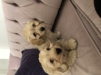 Cockapoo bebekler tüy dökmez çok uygun