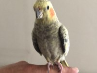 ALIŞTIRMALIK SULTAN PAPAĞANI BEBİŞLER
