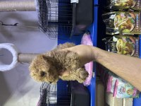 kore poodle ve poodle yavrularımız yeni yuvasını be