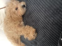 4 aylik erkek maltipoo