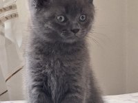 British shorthair yavrularımız