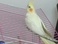 Lutino erkek 5 aylık sultan papağanı