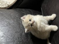 British shorthair erkek yavrular A+ kalite nadir renk tonu