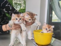 Ankaranın en seçkin golden british shorthair yavruları
