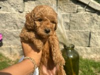 Red Brown Poodle Yavrularım
