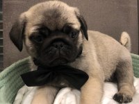 İki dişi ve bir erkek üst kalite pug mops bebekler