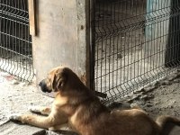 8 aylık kalın kemikli erkek kangal köpeği