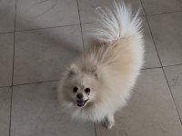 En uygun aşılı pomeranian