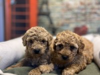Birbirinden güzel maltipoo yavrularımız @petclubadana