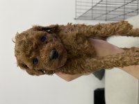 Ev Doğumlu Sağlıklı Poodle Yavrular 