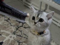Sahiplendirmek istiyorum kedilerimi
