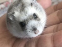 HAMSTER-GONZALES YAVRULARI HERYERE GÖNDERİM