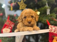 Maltipoo bebeğim