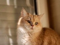 Full üretim secereli kızımız Venüs british shorthair