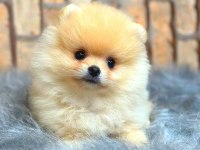 Ayı surat pomeranian boo