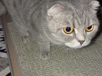 Scottish fold kedimiz