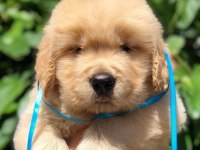 GOLDEN RETRİEVER CİNS KÖPEKLER