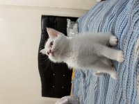 ACİL 8 aylık erkek british shorthair
