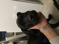 4 AYLIK CANE CORSO