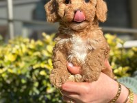 Muhtesem Guzellikte Mini Maltipoo Bebeklerimiz