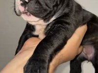 Fransız Bulldog Dişi Yavrular - Balıkesir, Bursa