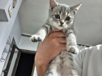 Afacan british shorthair kediler