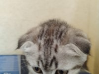 SAHİPLENDİRİLMEK ÜZERE 5 ADET YAVRUMUZ MEVCUT.