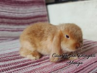 Cüce lop/miniatur lop Cüce tavşan çiftliği Alanya