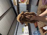 KORE POODLE YAVRULARI YENİ YUVASINA HAZIR