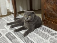 3 YAŞINDA ERKEK BRİTİSH SHORTHAİR