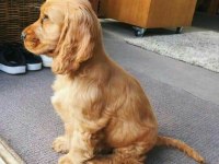 Amerikan Cocker Adrese Teslim Hizmetimiz Vardır