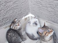 Scottish fold 2 aylıklar uygun puana
