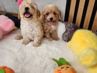 Maltipoo Yavrularımız