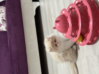 Chinchilla 2 aylık güzel yavrumuz