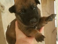 Hırs Küpü Belçika Malinois Yavrular