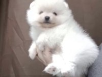 Pomeranian Boo Beyaz