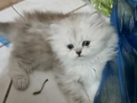 14 Haziran Doğumlu British Longhair