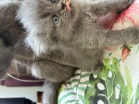 Meraklı şirin scottish fold