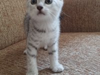 Anne Scottish Baba Amerikan Shorthair